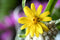 Nikon NIKKOR Z DX MC 35mm f/1.7 Lens