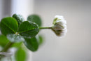 Nikon NIKKOR Z DX MC 35mm f/1.7 Lens