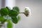 Nikon NIKKOR Z DX MC 35mm f/1.7 Lens