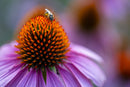 Tamron 90mm F/2.8 Di III VXD M1:1 Macro Lens for Sony E-Mount