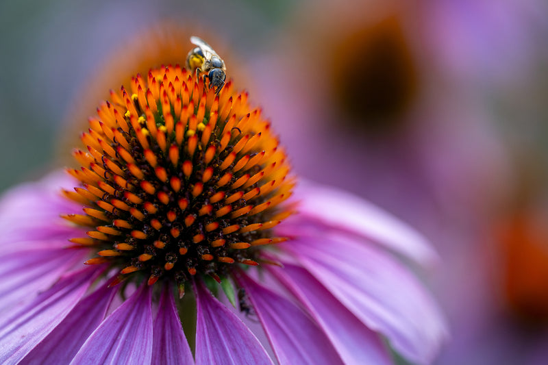 Tamron 90mm F/2.8 Di III VXD M1:1 Macro Lens for Sony E-Mount