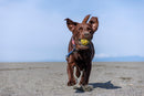 Action sample shot of a running dog showcasing the high-speed VXD autofocus of the Tamron 16-50mm f/2.8 lens from Best Camera Store.
